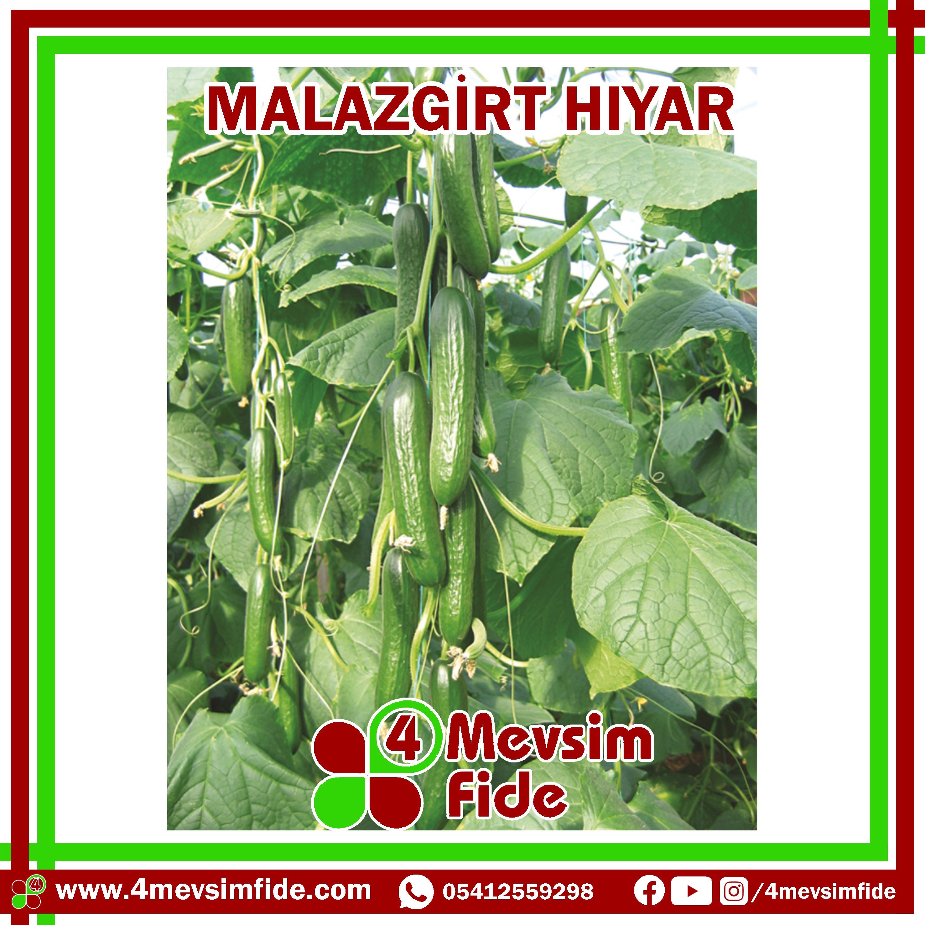 malazgirt hıyar fidesi